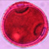 triodanis